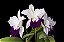 Cattleya Robert Strait  - - Imagem 1