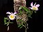 Dendrobium Loddigesii - Cuia 12 - Imagem 2