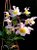 Dendrobium Loddigesii - Cuia 12 - Imagem 1