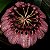 Bulbophyllum Eberhardtii - Cuia 12 - Imagem 1