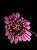 Bulbophyllum Eberhardtii - Cuia 12 - Imagem 2