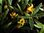 Mediocalcar Decoratum - Imagem 3