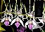 Dendrobium Antenatum - Pot 10 - Imagem 1