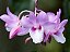 Dendrobium Intricatum - Pote 10 - Imagem 1