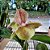 Catasetum Sumani ' Ctsm.Pileatum x Ctsm Saccatum ' - Imagem 1