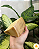 Queijo Artesanal Alagoa Curado 6 meses - Cunha 670g - Imagem 4