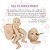 Kit 5 Molde Boneca Bebê Reborn Abigail 48cm Corpo Silicone - Imagem 2
