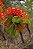 Flamboyant - Imagem 9