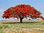 Flamboyant - Imagem 4