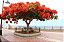Flamboyant - Imagem 8