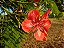 Flamboyant - Imagem 5