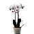 Orquídea Phalaenopsis - Imagem 1