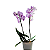 ORQUIDEA PHALE - Imagem 1