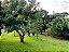 Chácara - Aragoiânia - 03 alqueires - Imagem 4