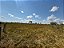 FAZENDA  EM ARUANÃ: 400 alqueires. - Imagem 5