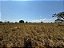 FAZENDA  EM ARUANÃ: 400 alqueires. - Imagem 10