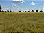 FAZENDA  EM ARUANÃ: 400 alqueires. - Imagem 11