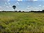 FAZENDA  EM ARUANÃ: 400 alqueires. - Imagem 17