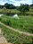 Fazenda  - Faina : 40 alqueires - Imagem 12