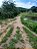 Fazenda  - Faina : 40 alqueires - Imagem 10
