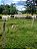 Fazenda -  Faina  - 40 alqs - Imagem 3