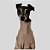 CACHARREL DE GALGO ITALIANO UV POPSTAR BEGE - Imagem 2