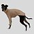 CACHARREL DE GALGO ITALIANO UV POPSTAR BEGE - Imagem 1