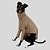 CACHARREL DE GALGO ITALIANO UV POPSTAR BEGE - Imagem 4