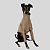 CACHARREL DE GALGO ITALIANO UV POPSTAR BEGE - Imagem 5