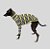 CACHARREL DE GALGO ITALIANO MALHA LINE YELLOW BLACK - Imagem 1
