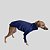 CACHARREL DE GALGO ITALIANO FINI MARINHO - Imagem 2