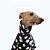 CASACO DE GALGO ITALIANO MONTBLANC MARINHO POA - Imagem 4