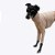 CACHARREL DE GALGO ITALIANO TRICO BRISA SALMON - Imagem 3