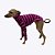 CACHARREL DE GALGO ALGODY COOL FUCSIA - sob encomenda - Imagem 2