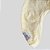 CACHARREL DE GALGO ITALIANO SUE LINE AMARELO PE - Imagem 2