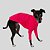 CACHARREL DE GALGO ITALIANO UV POPSTAR CORAL - Imagem 2