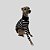 CACHARREL DE GALGO ITALIANO COOL BLACK - Imagem 5