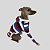 CACHARREL DE GALGO ITALIANO COOL CAP NAVY - Imagem 9