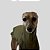 CACHARREL DE GALGO ITALIANO MESH VERDE MUSGO - Imagem 6