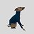 CACHARREL DE GALGO ITALIANO PIQ POCKET VERDE - Imagem 5