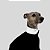 VESTIDO DE GALGO ITALIANO DONA POA - Imagem 12