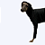CACHARREL DE GALGO GREY - Imagem 3