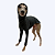 CACHARREL DE GALGO GREY - Imagem 4