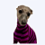 CACHARREL DE GALGO LISTRAS FUCSIA - Imagem 3