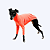 CACHARREL DE GALGO MESH CORAL - Imagem 5