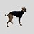 CACHARREL DE GALGO MESH NIGHT - Imagem 3