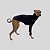 CACHARREL DE GALGO MESH NIGHT - Imagem 6
