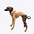 CACHARREL DE GALGO SORVETE - Imagem 1
