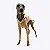 CACHARREL DE GALGO SORVETE - Imagem 3