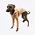 CACHARREL DE GALGO SORVETE - Imagem 5